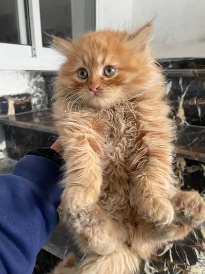 Beautiful Ginger Persian kitten, extra long coat