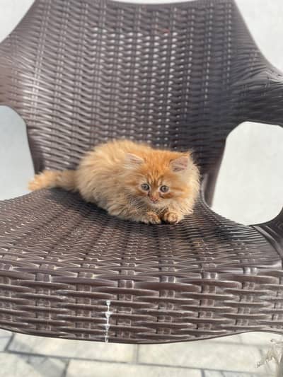 Beautiful Ginger Persian kitten, extra long coat