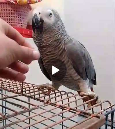 Gray parrot