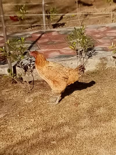 good hen for eggs and  children