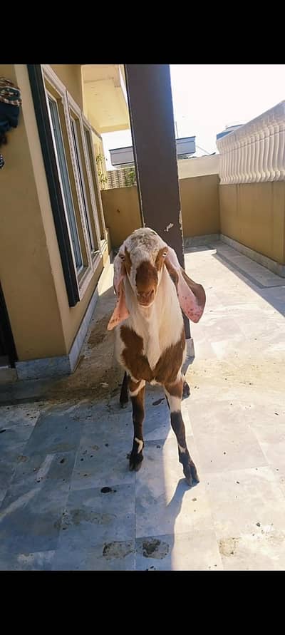 بکرا فور سیل چار دانت ہے