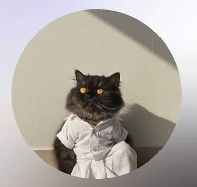 White persian Cat | Tripple coated | persian | cat for sale