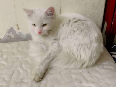 Parshin Cat fimale wite Colour Duble Cot