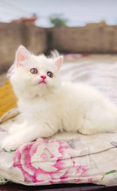 Persian cat 2 month age My WhatsApp number 0301=35.64. 795for sale