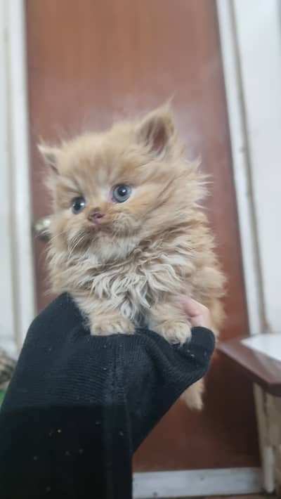 cute playfull tripple coat punch face