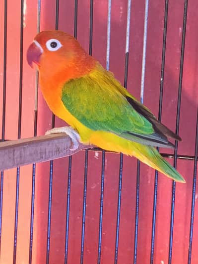 Green Euwing Opaline split Palefallow