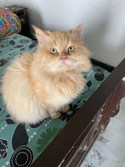 Ginger male stud Persian cat, long coat