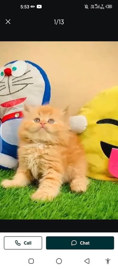 Persian cat for sale male or female Mel aur my WhatsApp 0329=7552=620