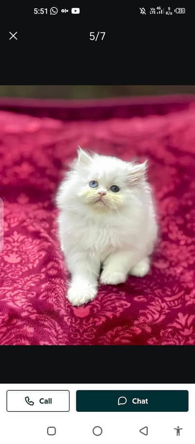 Persian cat for sale male or female Mel aur my WhatsApp 0329=7552=620