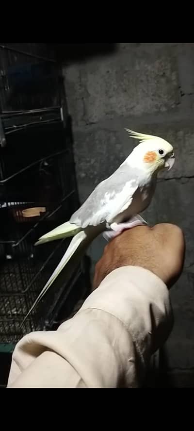 Handtame Cocktail Fawn Cream Face