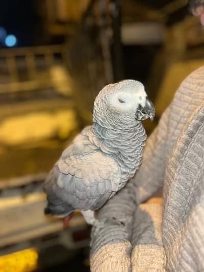 African Grey parrot Male & Handtame full talking and friendly no bite.