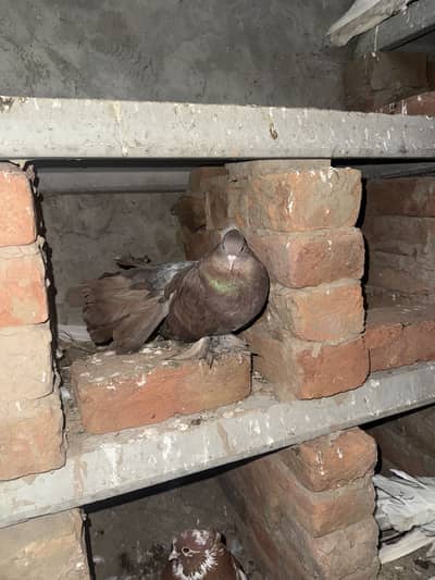 american breedair pair urjent sale confirme breedair pair