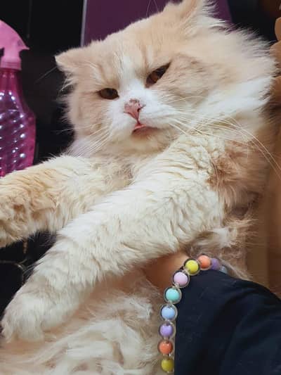 persian cat