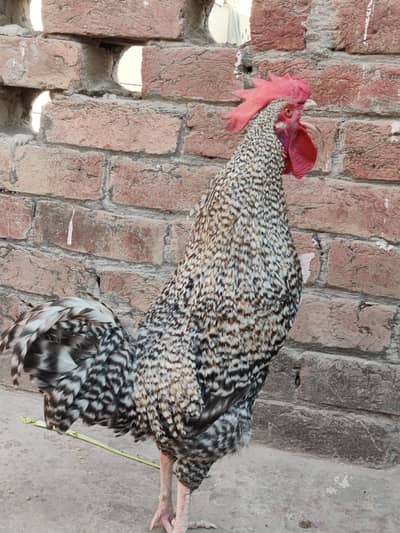 dasi murga home breed 03-0643-590-88