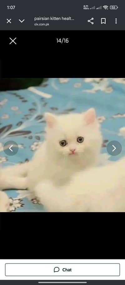 Persian cat for sale male or female Mel aur my WhatsApp 0343=9626=858