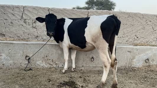 First timer 3 months pregnant cow