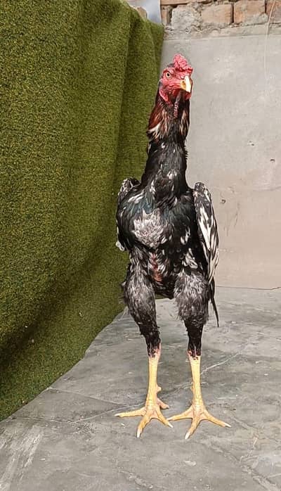 Pure Japanese o shamo Male Female Pathy Available japanese shamo