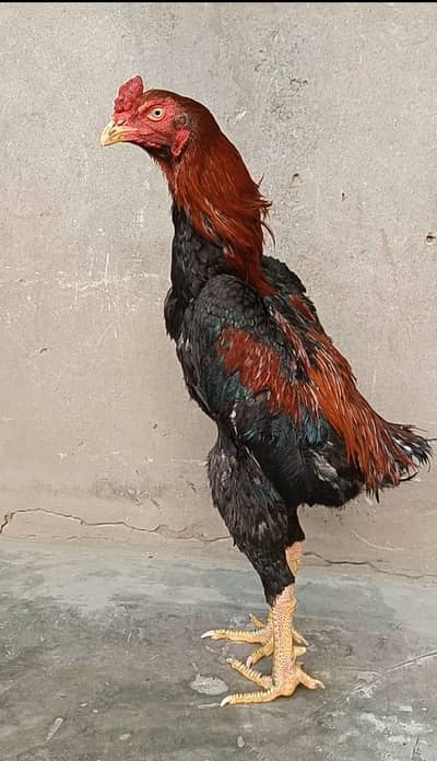 Pure Japanese o shamo Male Female Pathy Available japanese shamo