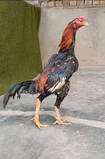 Pure Japanese o shamo Male Female Pathy Available japanese shamo