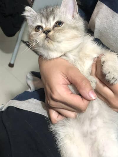 scottish fold british short hair