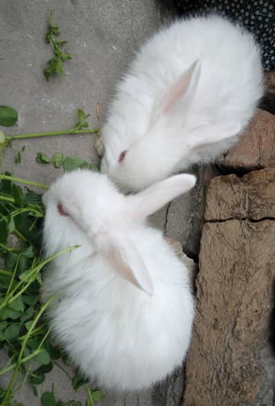 Red Eye White Angora Like  Rabbits Single colour brown and other Rabbi