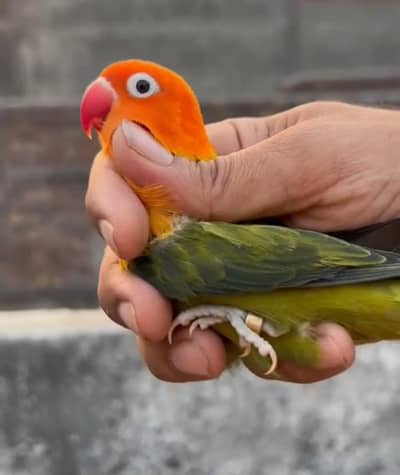 Green Opline split B2