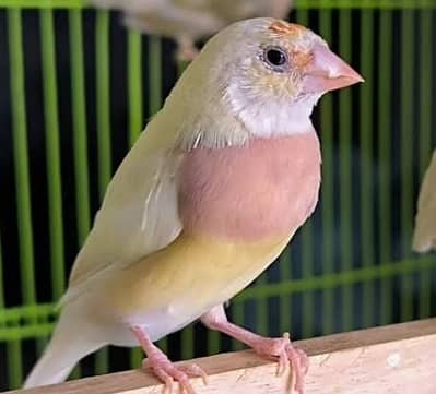 yellow Gouldian females available spilt blue