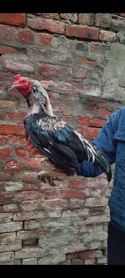 Aseel thai cross pathy shoq wali chez ha sary forsle hain 3 pathy hain