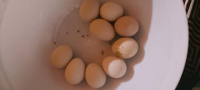 fully organic eggs 60rs