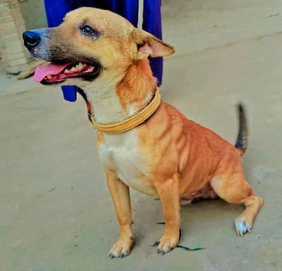 Russian dog for sale