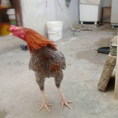 aseel murga Hira murgi