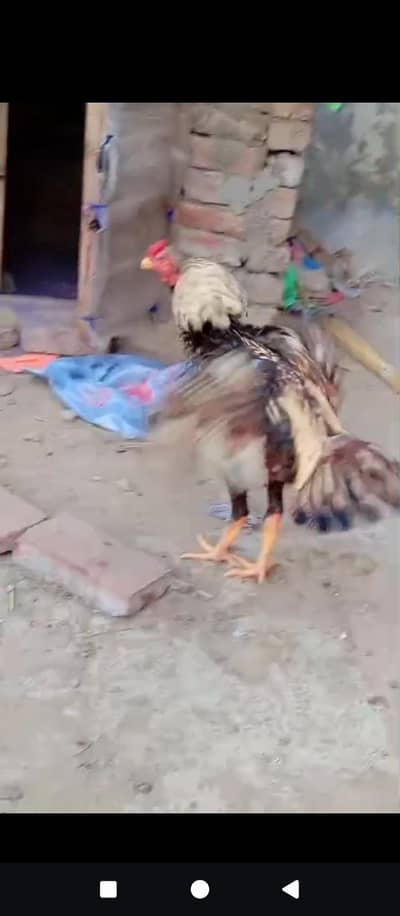 HIGH QUALITY ASEEL MURGA FOR SALE ASEEL PATHA