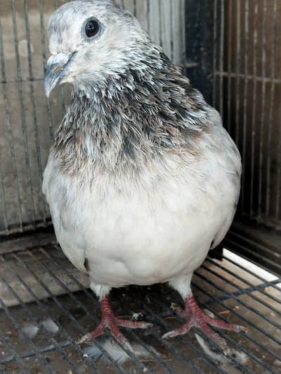 silver bajrai / pigeon female