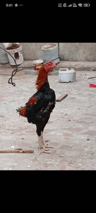 Pure Aseel Murgha for Sale – Strong & Healthy