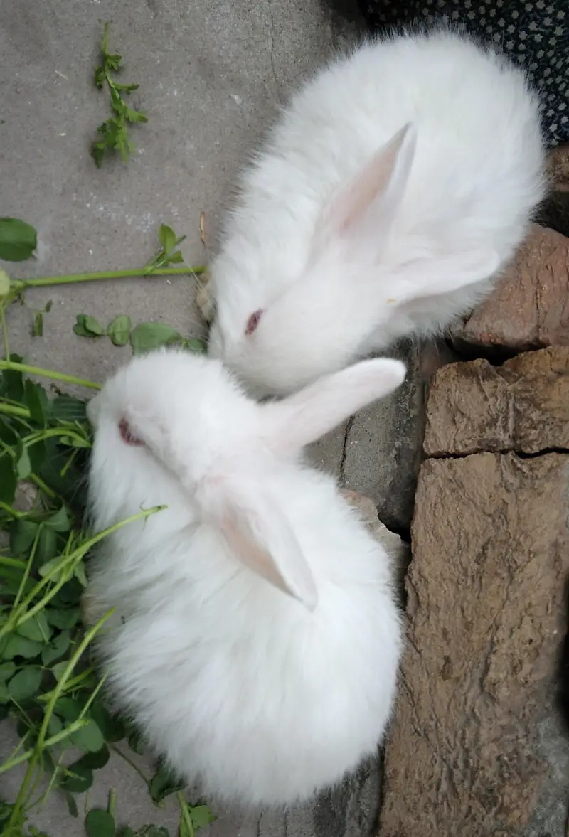 Single colour Brown, Red Eye White, Angora-like Red Eye White Rabbits — photo 7