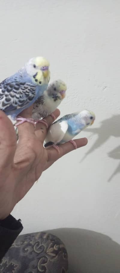 TAMED AUSTRALAIN PARROTS FOR SALE 0/3/1/8/3/6/6/6/8/6/1