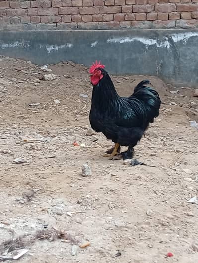 bantam pair for sale