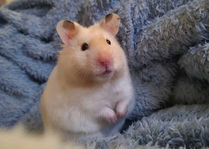 hamster available in reasonable price