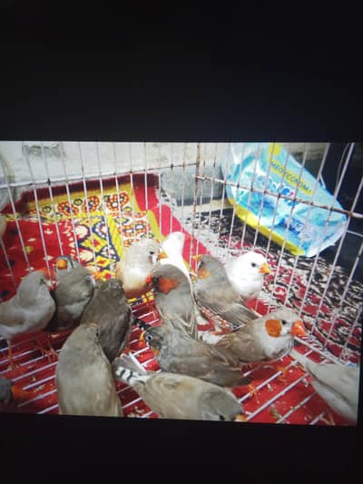 black or brown face split