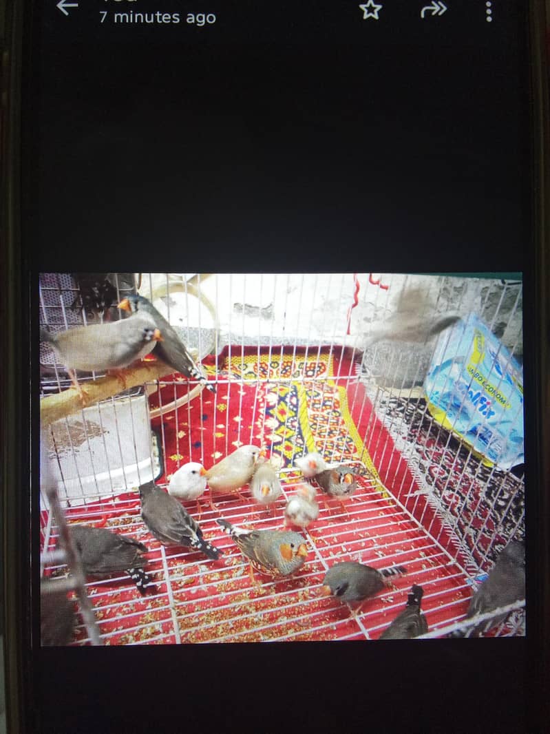 black or brown face split 1