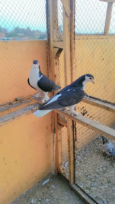 ماشاء ایکٹو جوڑا ہے