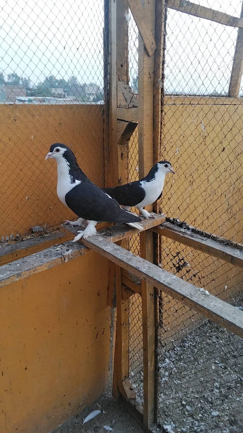 ماشاء ایکٹو جوڑا ہے 1