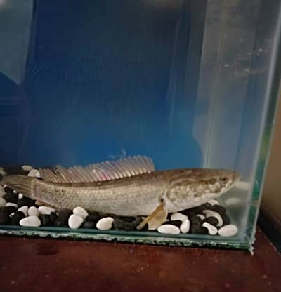 DWARF SNAKEHEAD