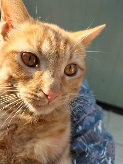 orange cat not vaccinated