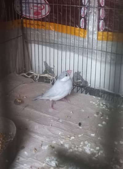 Silver Java Chicks Age: 3 to 4 months