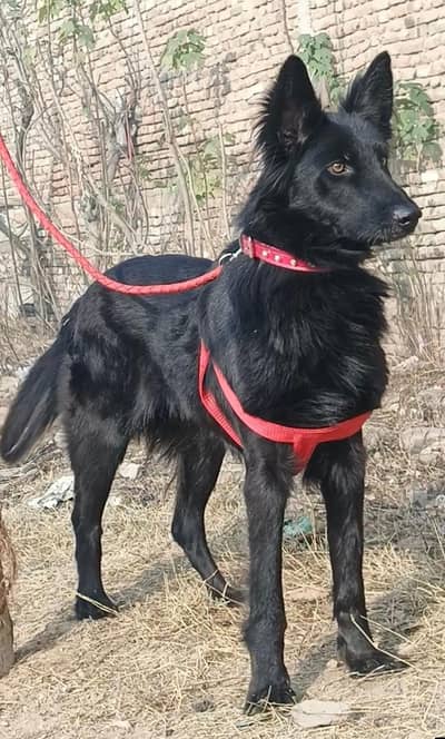 black Shepherd Female / black Shepherd / Shepherd female dog sale
