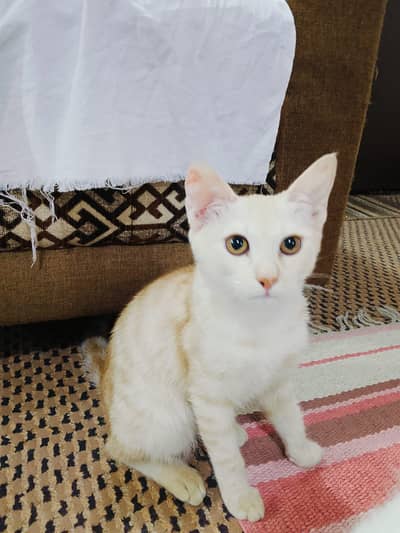 Two beautiful semi persian cats are available for adoption