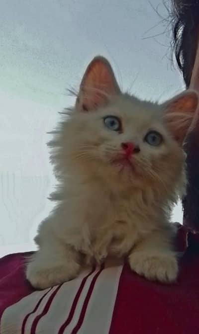 Siberian White Male Cat