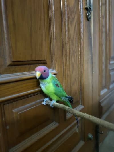 Very good paroot and tamed