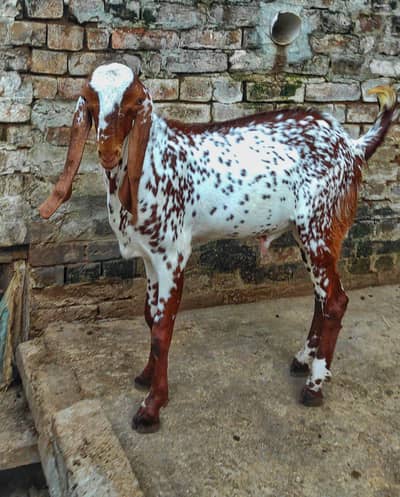 Makhi Cheeni Kheera Bacha Breeder Quantity